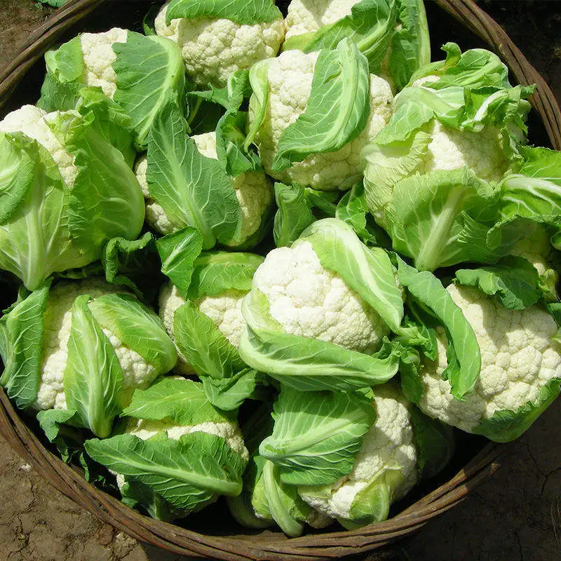 Экспорт китайской кауфлёры, высокое качество, рыночная цена, кауфлёр, Натуральный Свежий кауфлёр