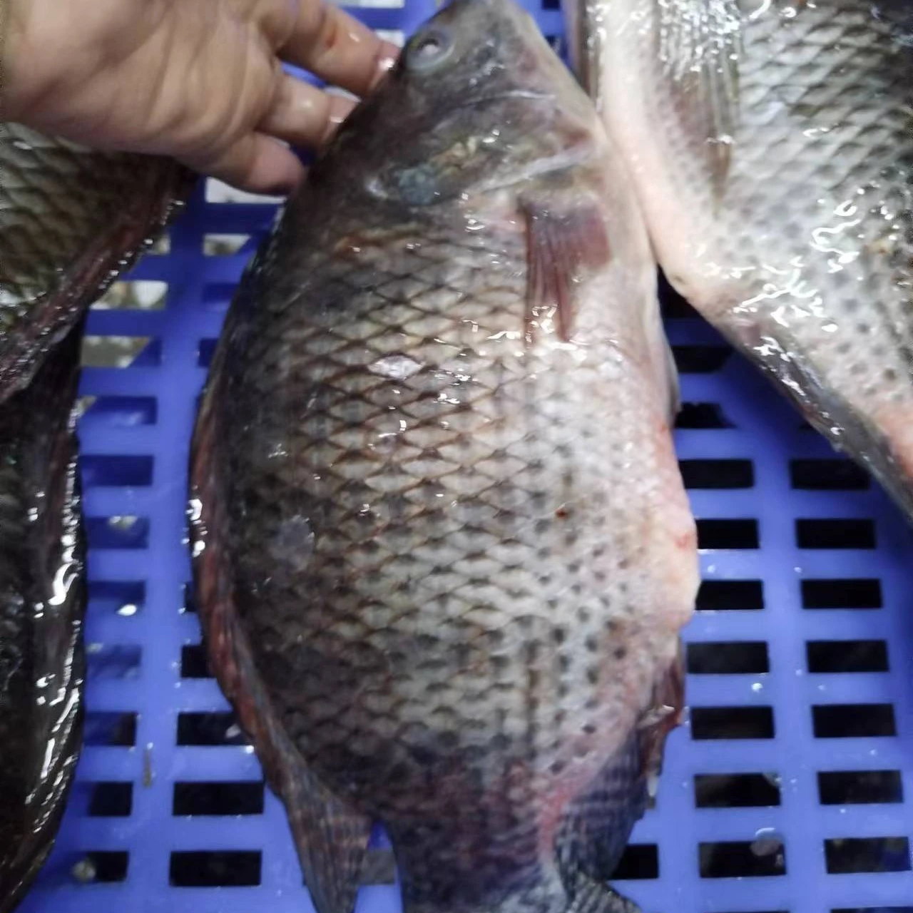 IQF замороженная свежая черная Тилапия целая рыба Китай ферма лучшая оптовая продажа упаковка 10 кг