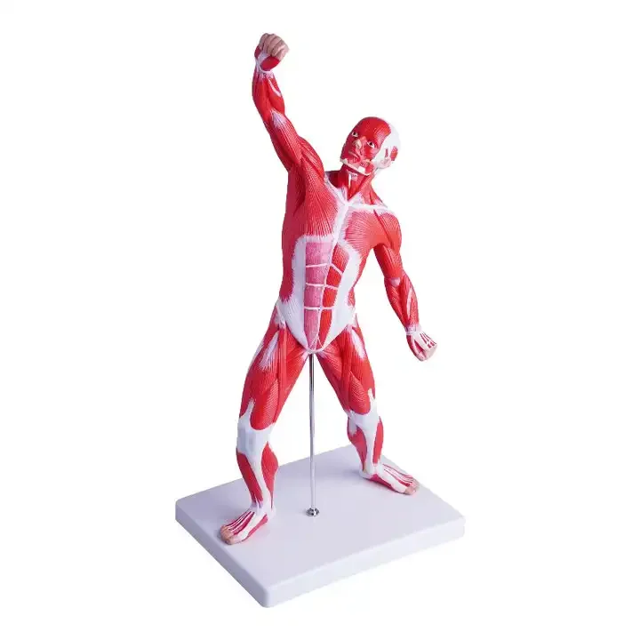 Anatomical Model of Human Muscle Body Torso Skeleton for Medical Science