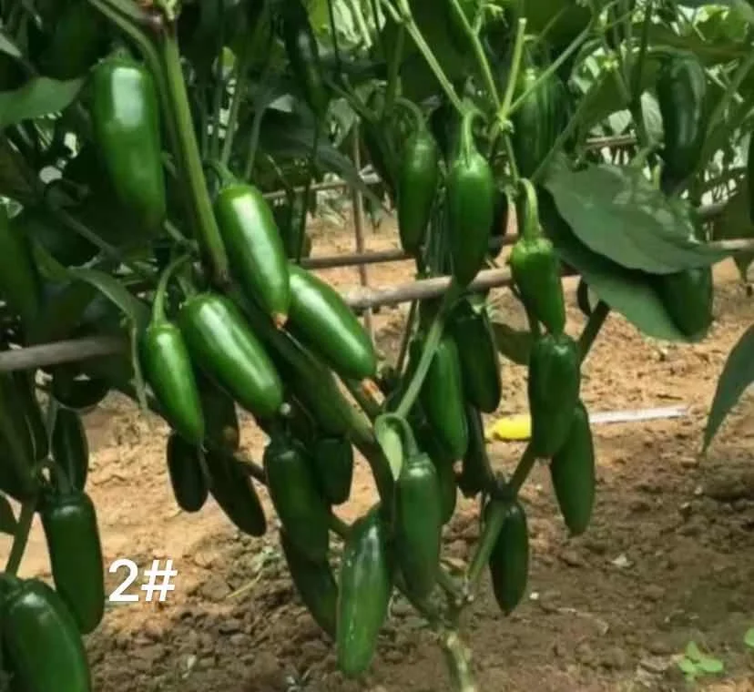 
Hybrid f1 Jalapeno Mexico chili Spicy Pepper Vegetable Seeds for Planting Tianyang2# 
