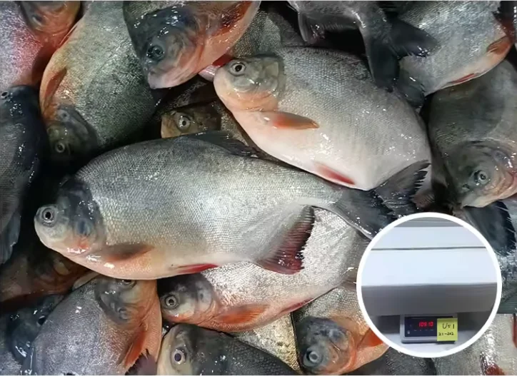 Best sale glazing 500g-800g  Red Pomfret Whole Round piaractus brachypomus fish