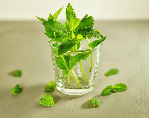
100% Natural Peppermint Leaf Extract Powder 