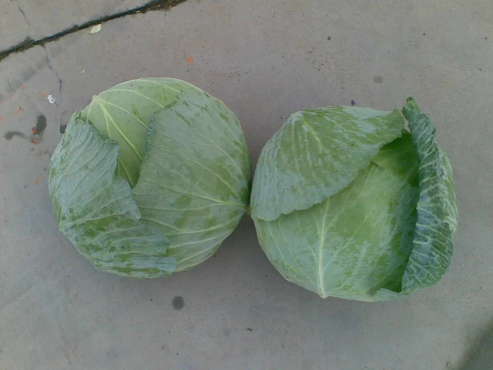 
chinese small cabbage 