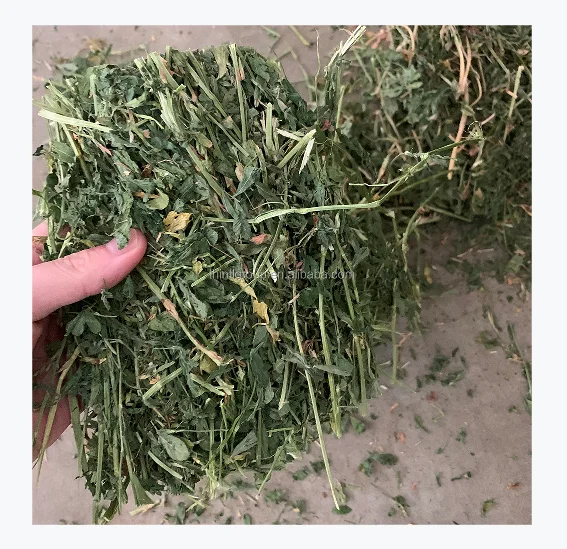 T&H Top Quality Alfalfa Hay Cubes Lucerne Hay Alfalfa Meal Bales for Sale Animal Feeding