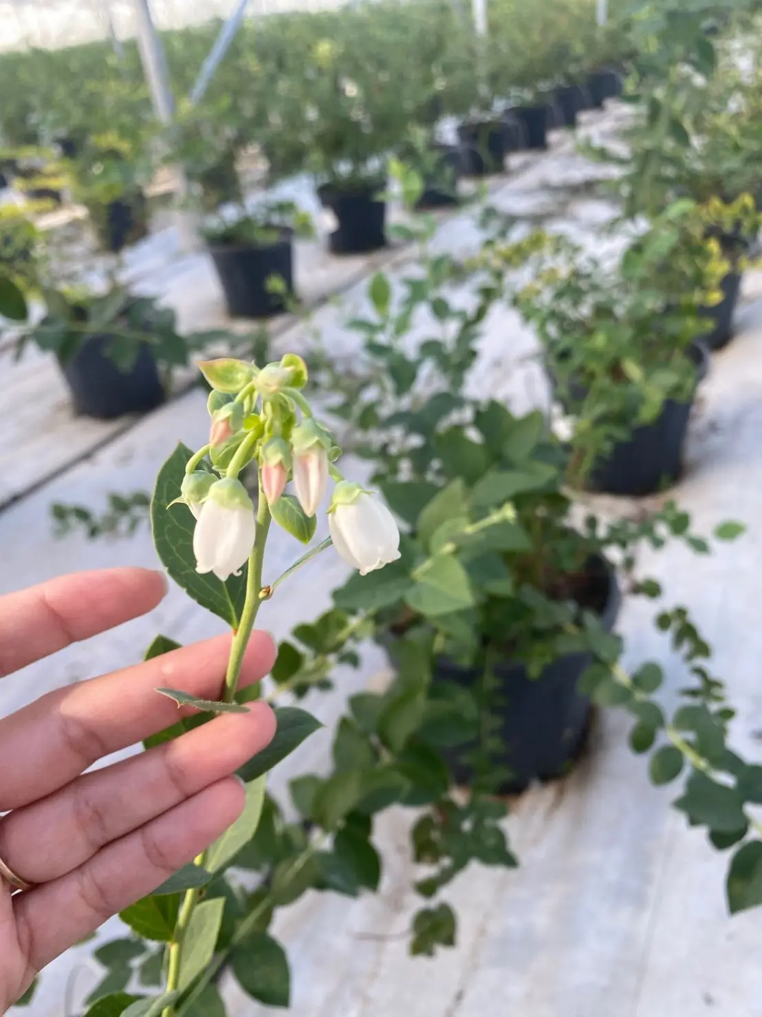 BOYUN-Substrate culture planting pot are used for blueberry cultivation