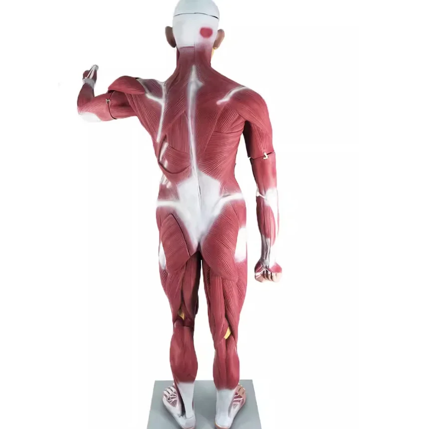 170cm Life Size Human Body Muscle Anatomical Model With Internal Organs