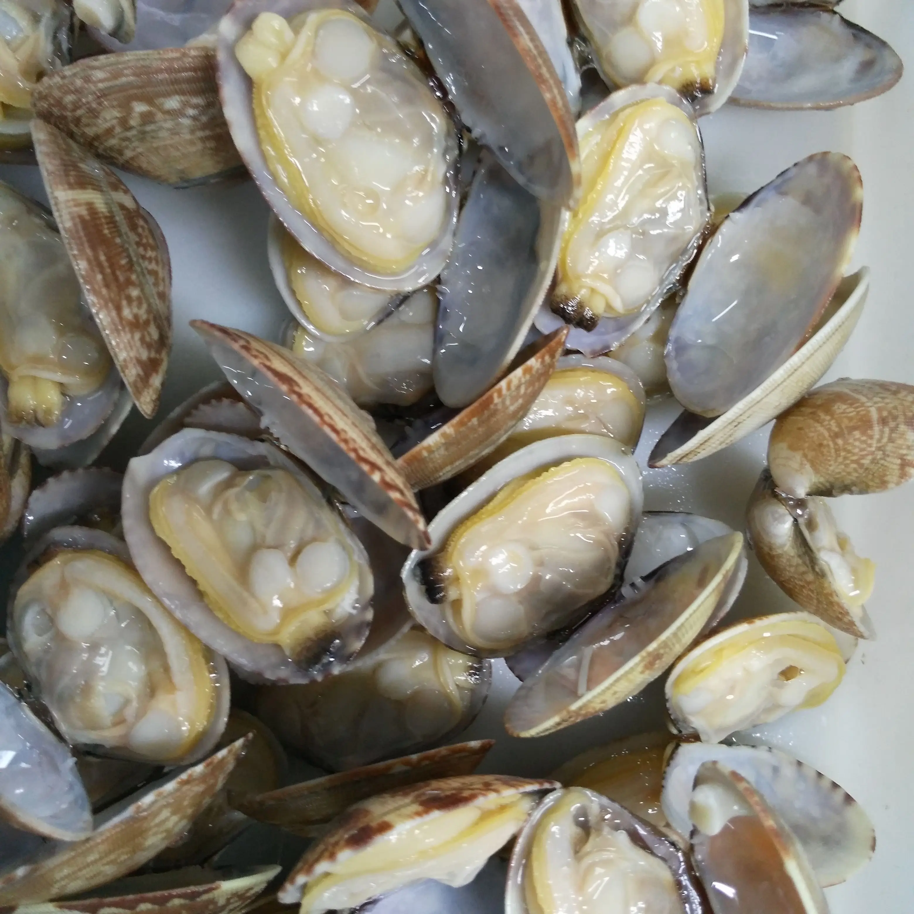 
FROZEN COOKED NEW PRODUCED BABY CLAM 