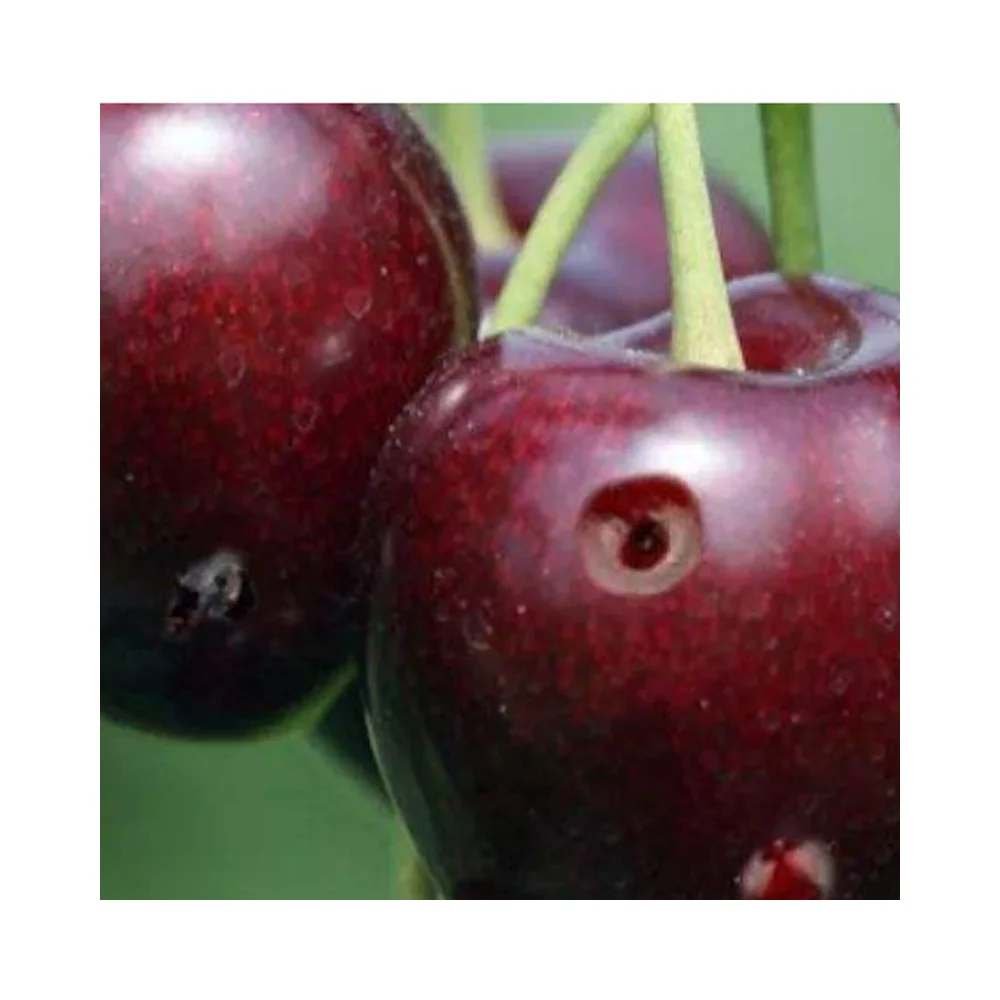 Bacillus thuringiensis israel subsp with Main function Insecticide