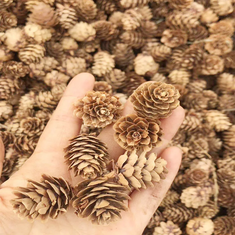  Thanksgiving Mini Brown Christmas Natural Pine Cones Ornaments in Bulk for Home Decoration