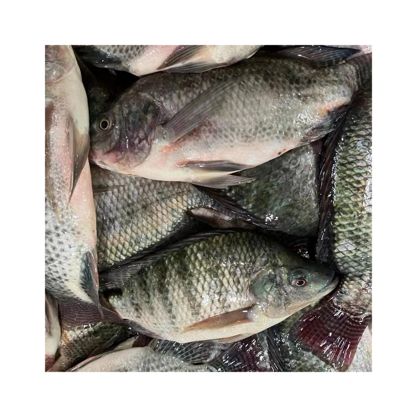 100% Live Fish Frozen Black Tilapia Whole Round with All Sizes