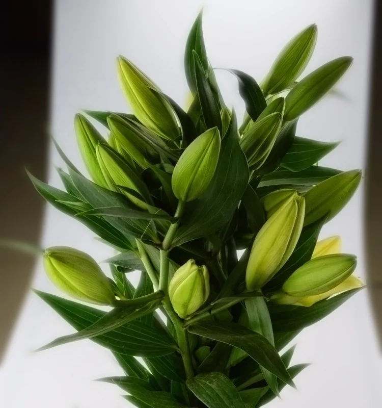 Natural Real Touch Lilium Yellow Lily For Cut Flower Wholesale