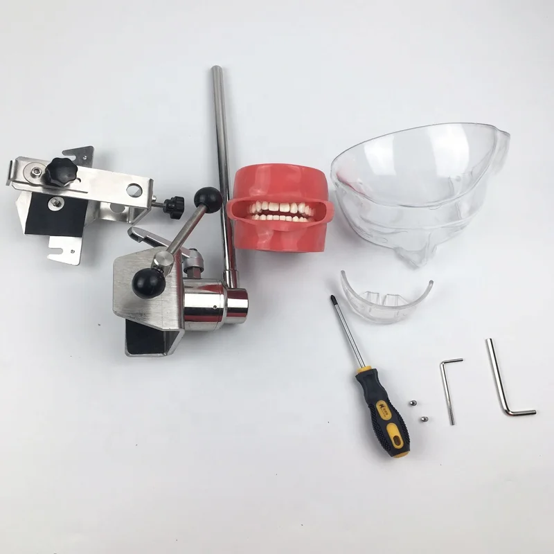 Medical science subject and simple dental phantom head model dental manikin