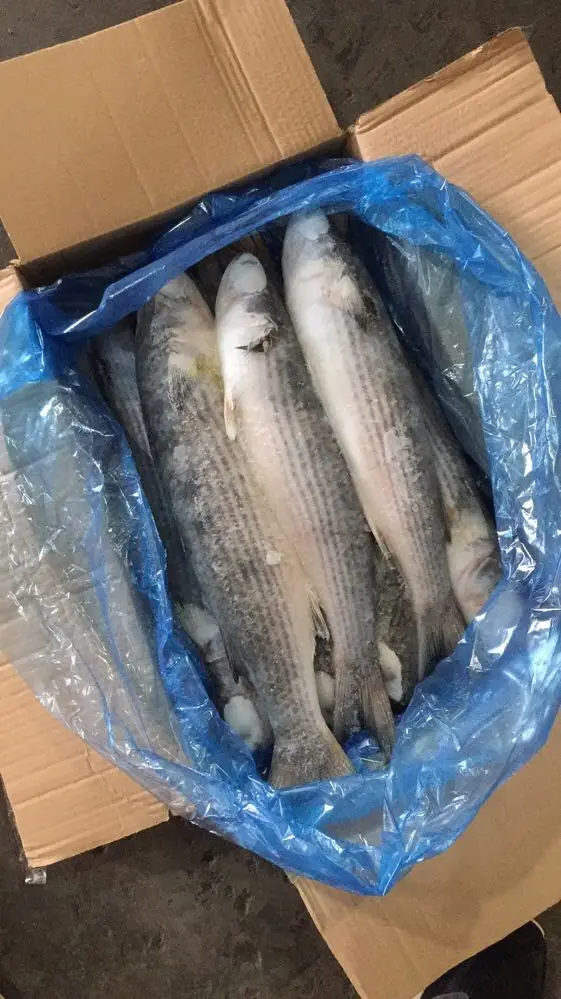 Hight quality  Gutted Grey Mullet Frozen on Land