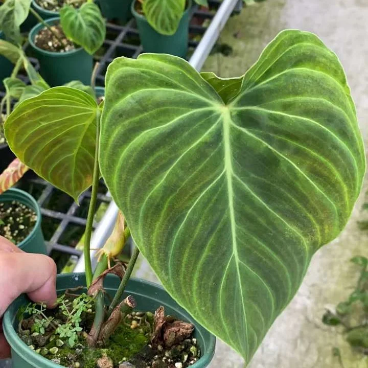 Philodendron verrucosum в продаже