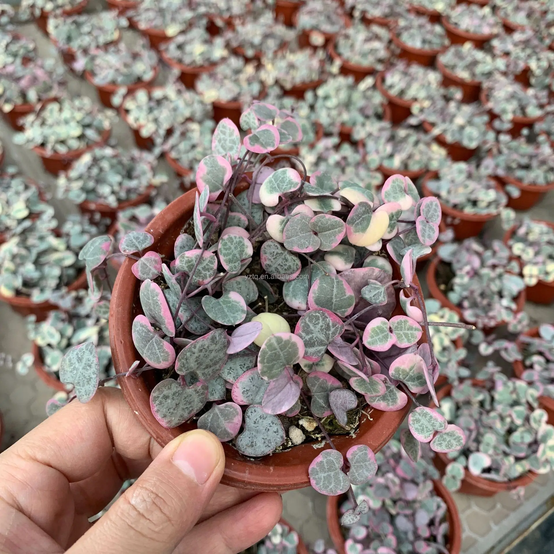 
Wholesale popular live foliage plants Ceropegia woodii string of heart with pot hanging ornament plant 