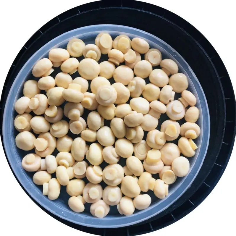 
PNS King oyster mushroom in drums 