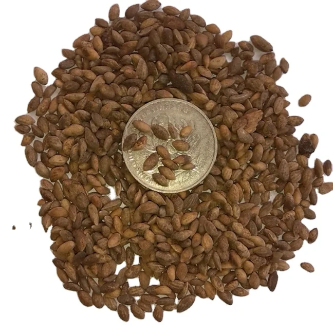1kg price Wholesale raw natural mature pinus massoniana seeds grow tree pinus massoniana nuts