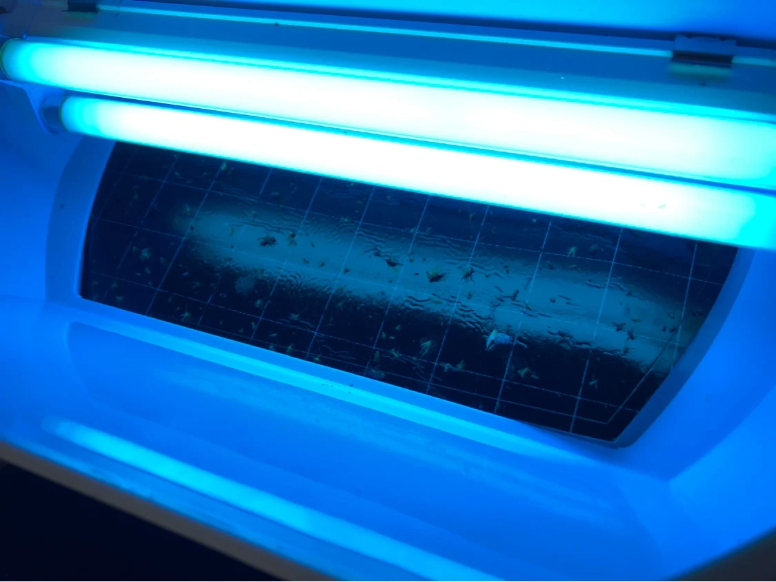 black color high quality fly trap paper sticky glue board pest trap for restaurant