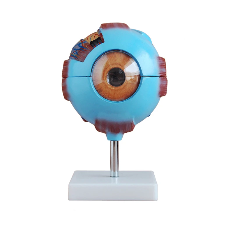 Medical Plastic Simulation 6X Enlarged Human Eye Anatomy Model For Science Display Teaching