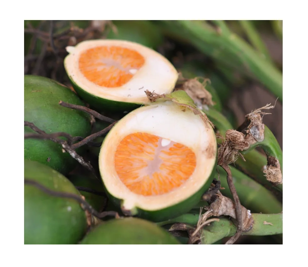 
Wholesale Perfect Price 100% Natural Original Large Fresh Grren Raw Betel Nut 