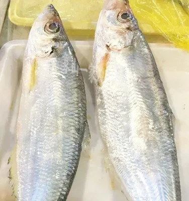 Wholesale Bulk Good Quality IQF Frozen White Sea Bream Fish