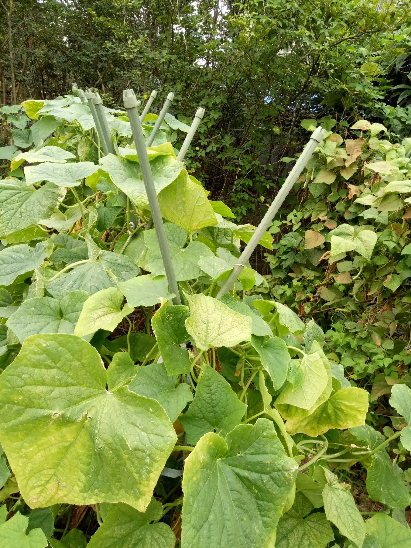 poles plastic plant stick landscape stake garden decoration garden sickle