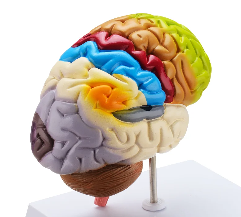Human brain real anatomical colorful half brain model 3d
