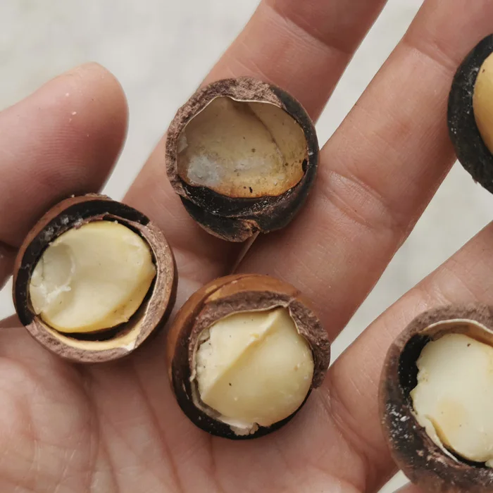 roasted macadamia nut in shell