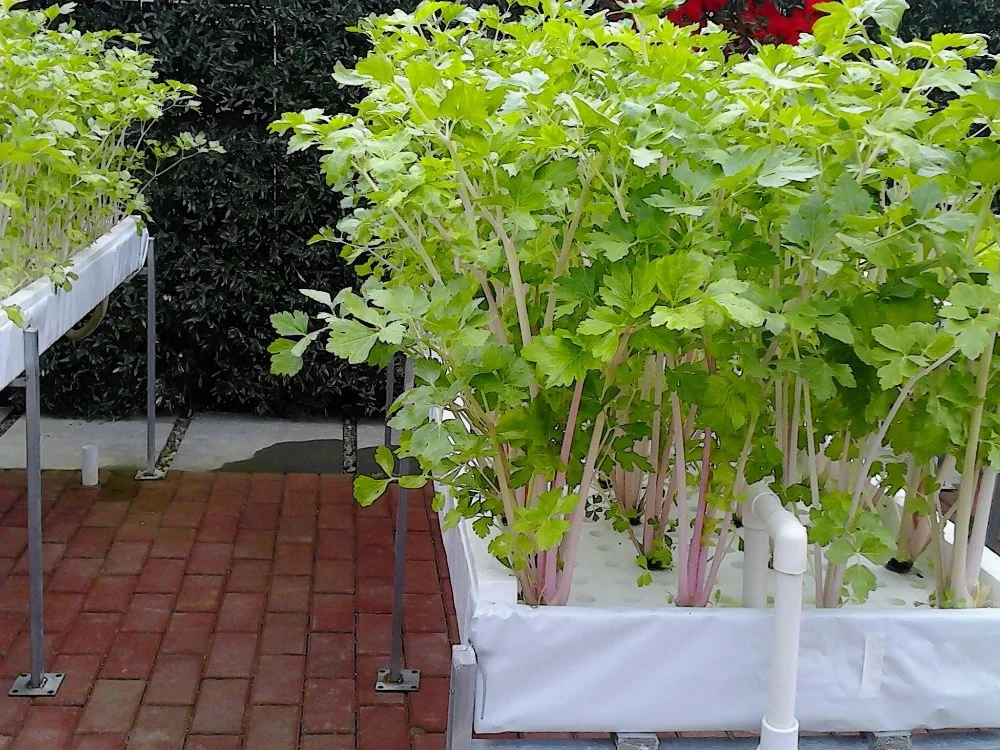 Green house nft hydroponic pipe mushroom greenhouse farm