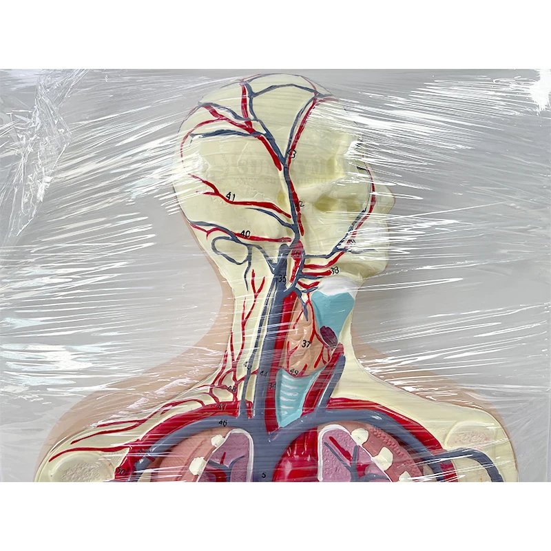 SY-N989 Больничная школа Обучающие пособия модель системы кровообращения человека внутренние органы сердца анатомии сосудов