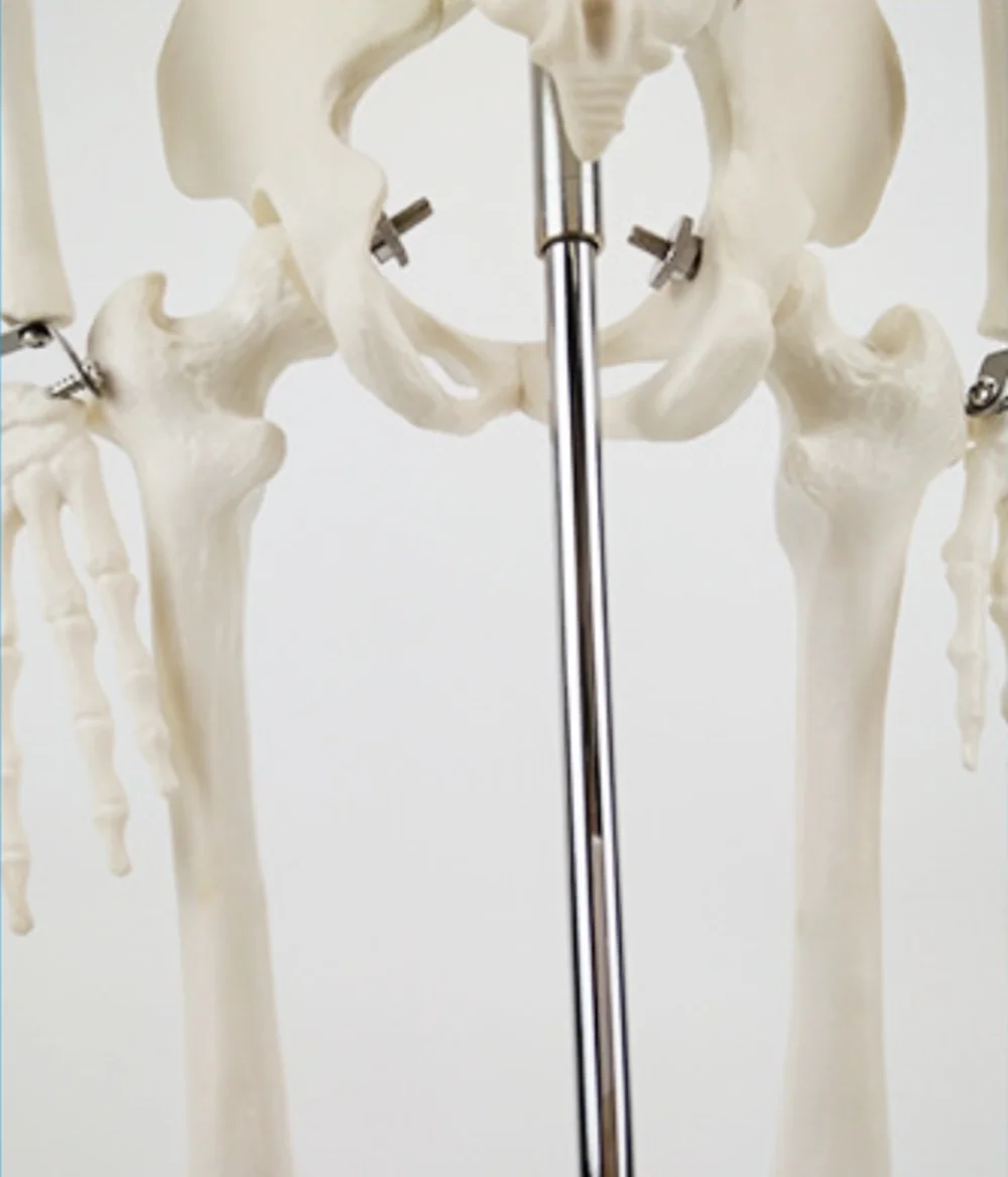 Life Size 180cm Human Skeleton with Muscles and Ligaments Human Skeleton Model Anatomy