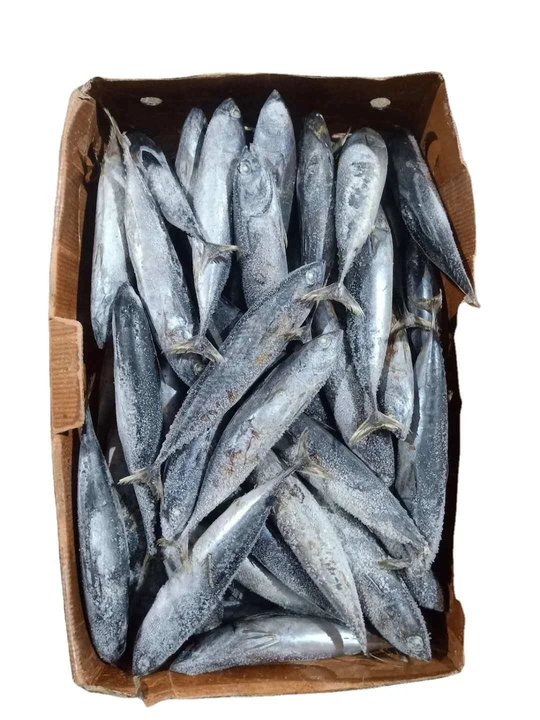 Frozen Tiny Tuna Whole Round Auxis Rochei Bullet Tuna 100-200g Bonito For Sale