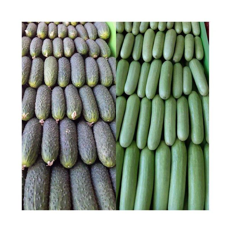 Heat Disease Tolerance  fresh Cucumber Seeds For Sale winter Export Quality Fresh  vegetables Cucumber from US