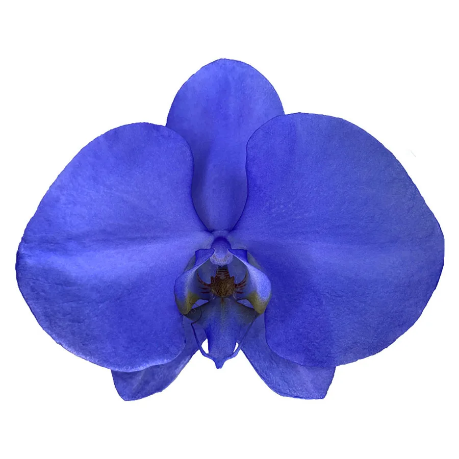 High-quality Ice Lake Indigo Orchid Phalaenopsis Fresh Cut Flowers Suitable For Family Wedding Decoration