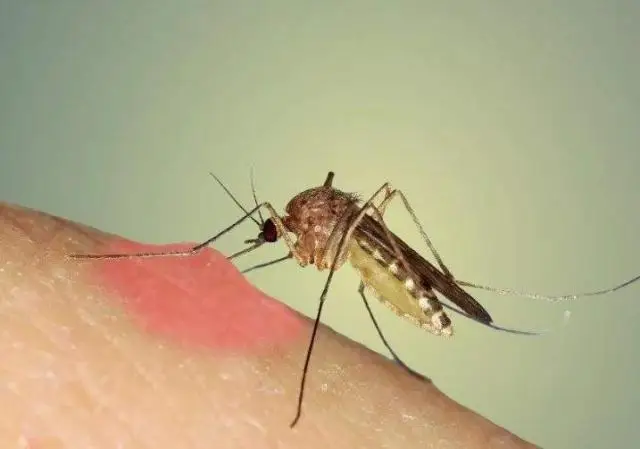 Insecticide essential oil summer natural plant essential oil repel mosquito insect control