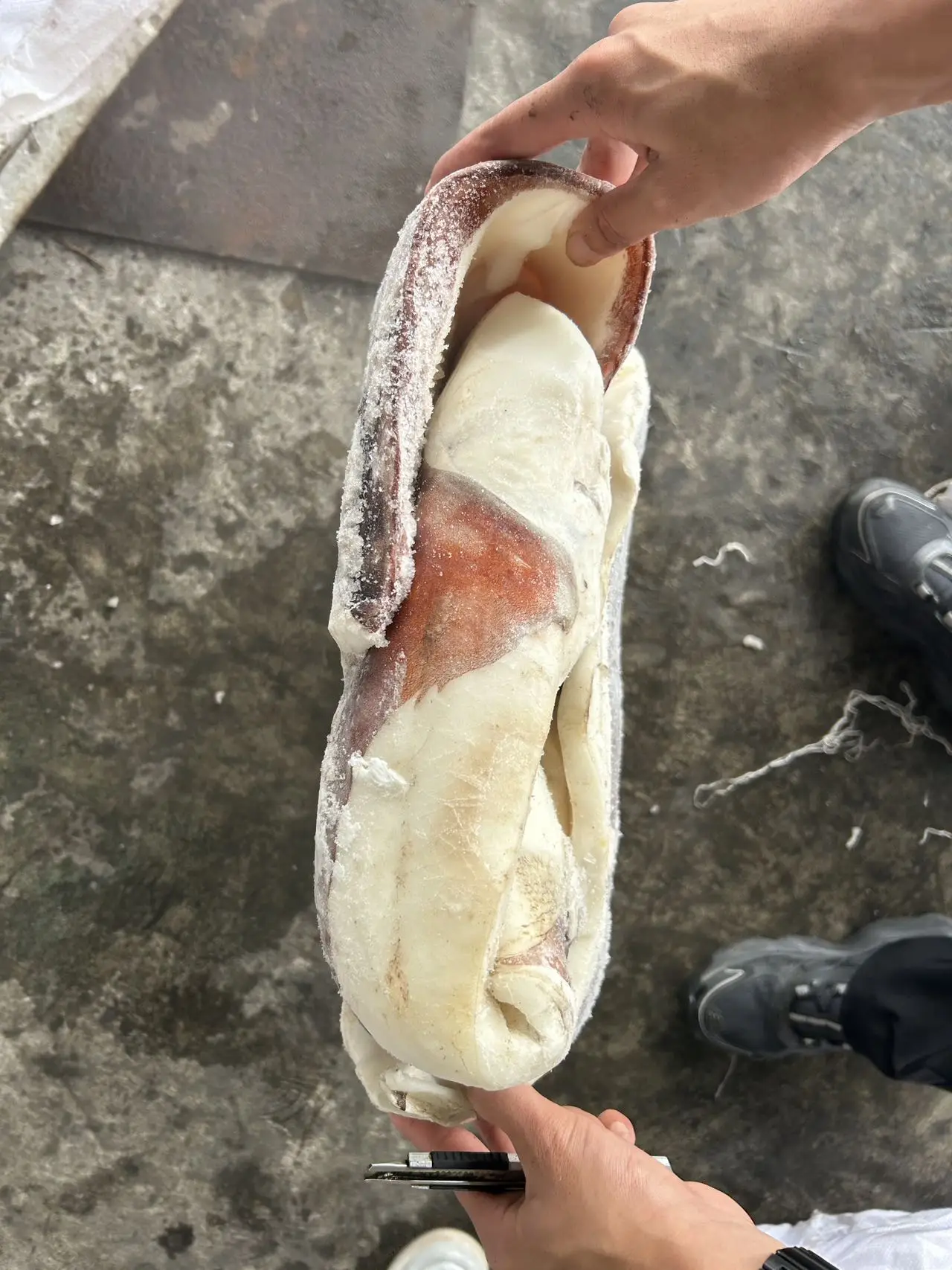 Skin on Peru squid dosidicus gigas  fillet With skin Peru Squid fillet with skin