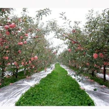 
Agricultural Reflective Film Micron PET Film For Fruit Trees 