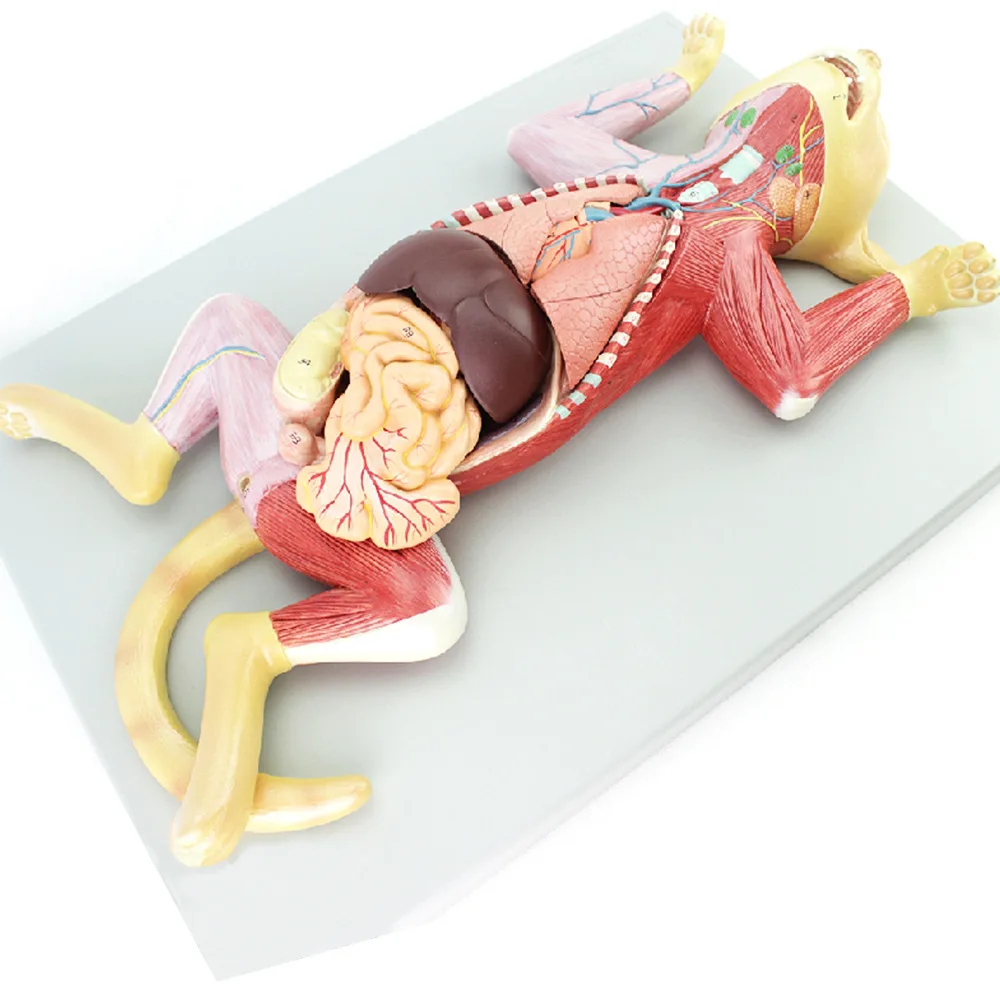 Cat anatomical model The anatomical structure of organs internal organs muscles and nerve cats