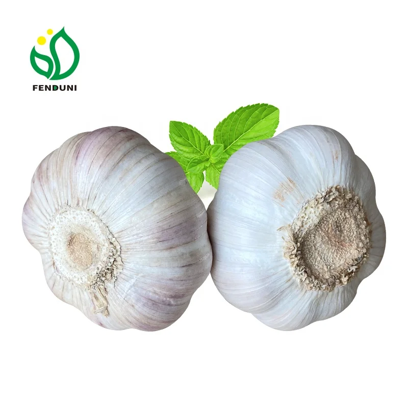 
Buy Chinese Garlic Elephant Garlic Supplier 