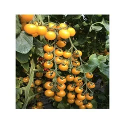 f1 hybrid hami cantaloupe melon seeds