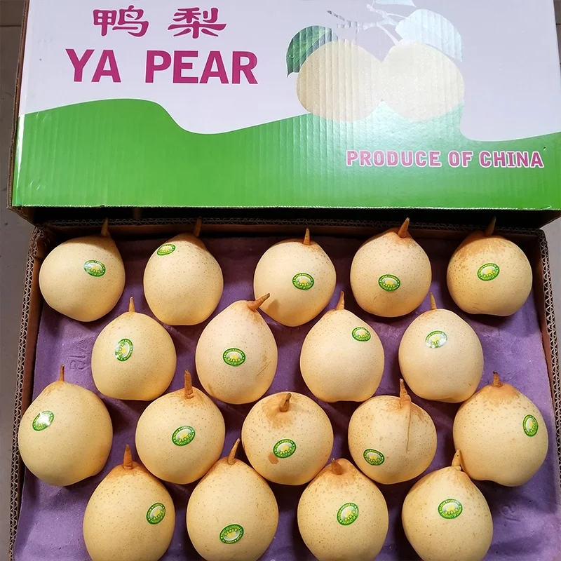 
High quality fresh fruit sweet nutrition ya pear 