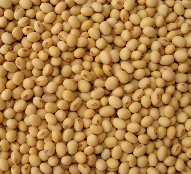 soy isoflavone professional producer pure soybean extract