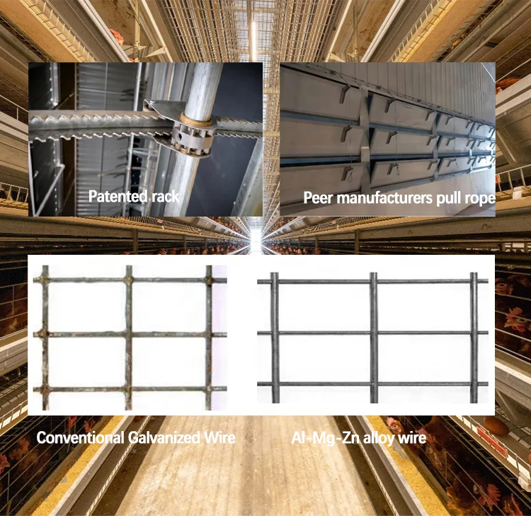 RAISETECH auto-layer cage for egg collection is used for  3 Tiers 8 Tiers  layer chicken cage used for farm