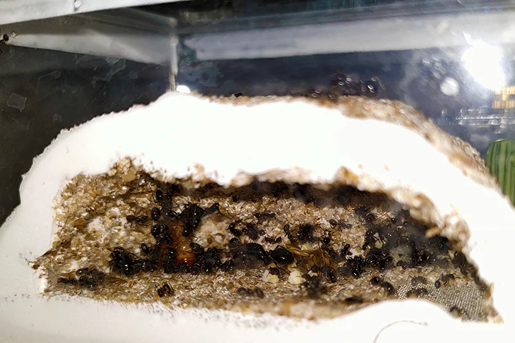DIY mini original ecological plaster hormiguero ant nest for pet ant castle workshop home