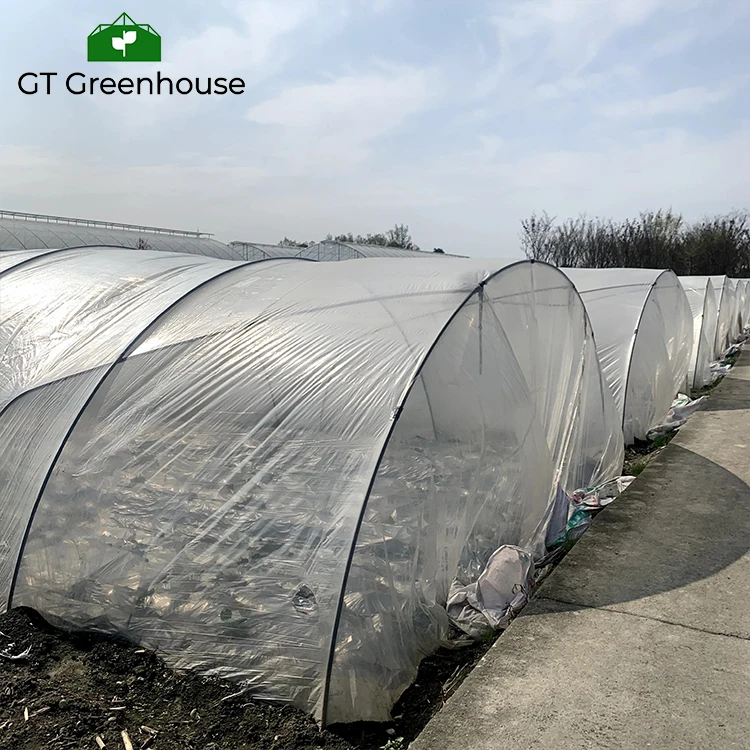 GT Agricultural Single-sapn Greenhouse Hydroponics NFT Growing Soilless Culture System For Tomato Strawberry Cucumber