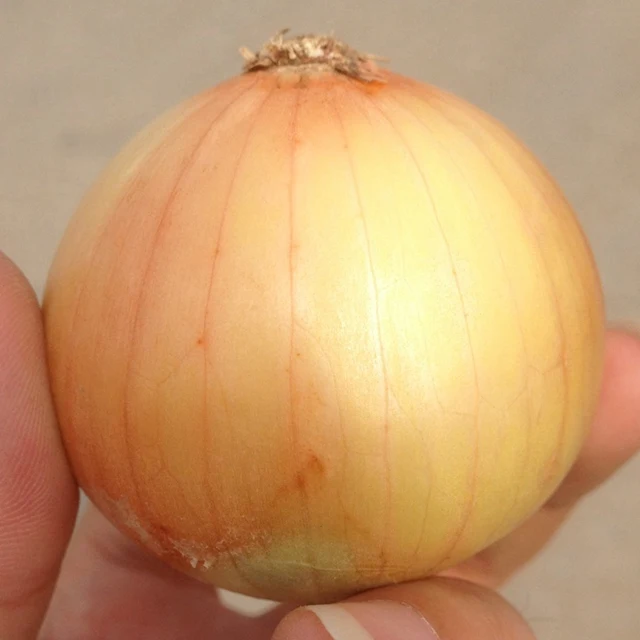 Fresh vegetables Holland onions from China  fresh exporters in Mesh Bags