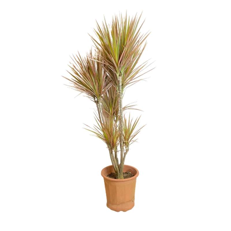 Dracaena marginata plants potted indoor decoration for sale