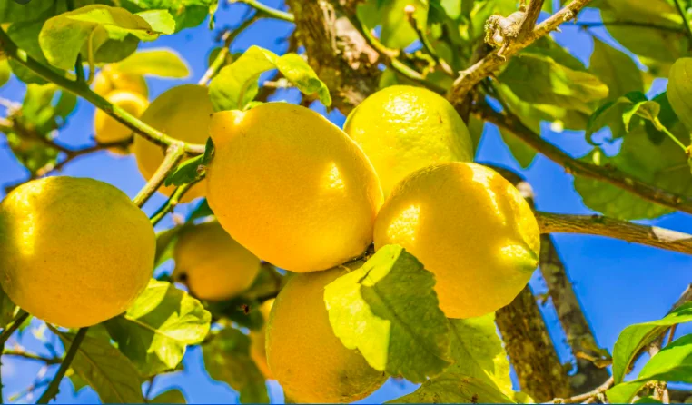 
Wholesale high quality fresh citrus fruit tasty yellow lemons 