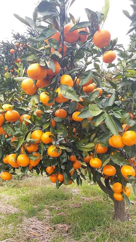 Заводская поставка 100% чистый экстракт мандарина жидкий Мандариновый концентрат сок аромат