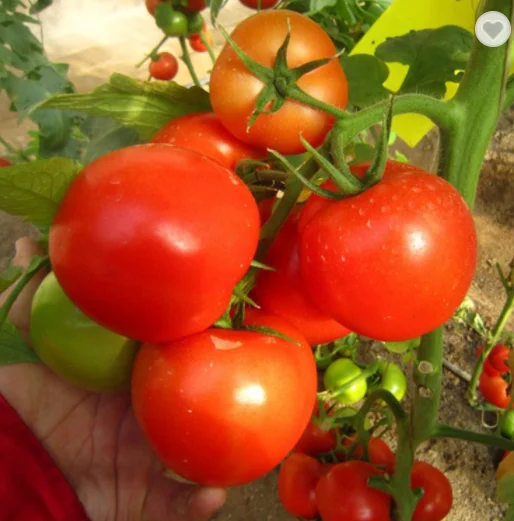 Гибридные семена томатов высоко TY сопротивление